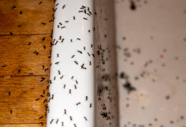 Wildlife Control Services in Coyne Center, IL