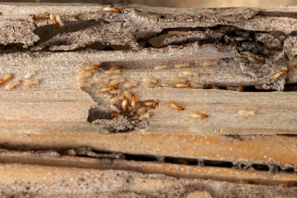 Best Pest Control Cost  in Coyne Center, IL
