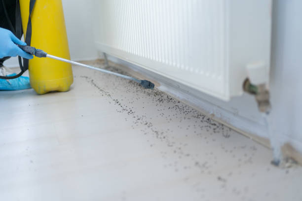 Best Termite Control Services  in Coyne Center, IL
